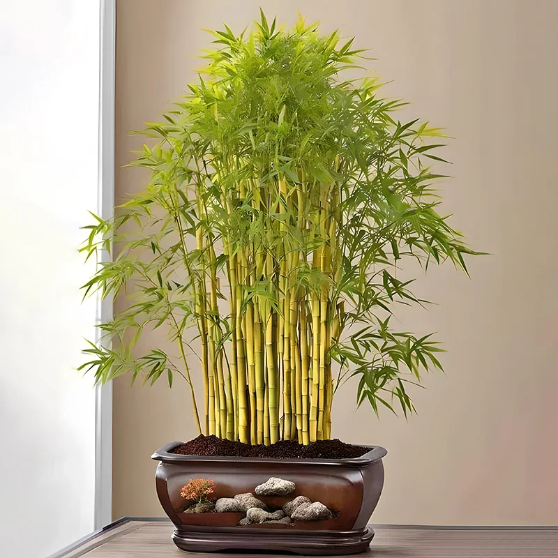 Rare Purple Cold Bamboo