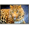 Leopard | Full Round Diamond Painting Kits