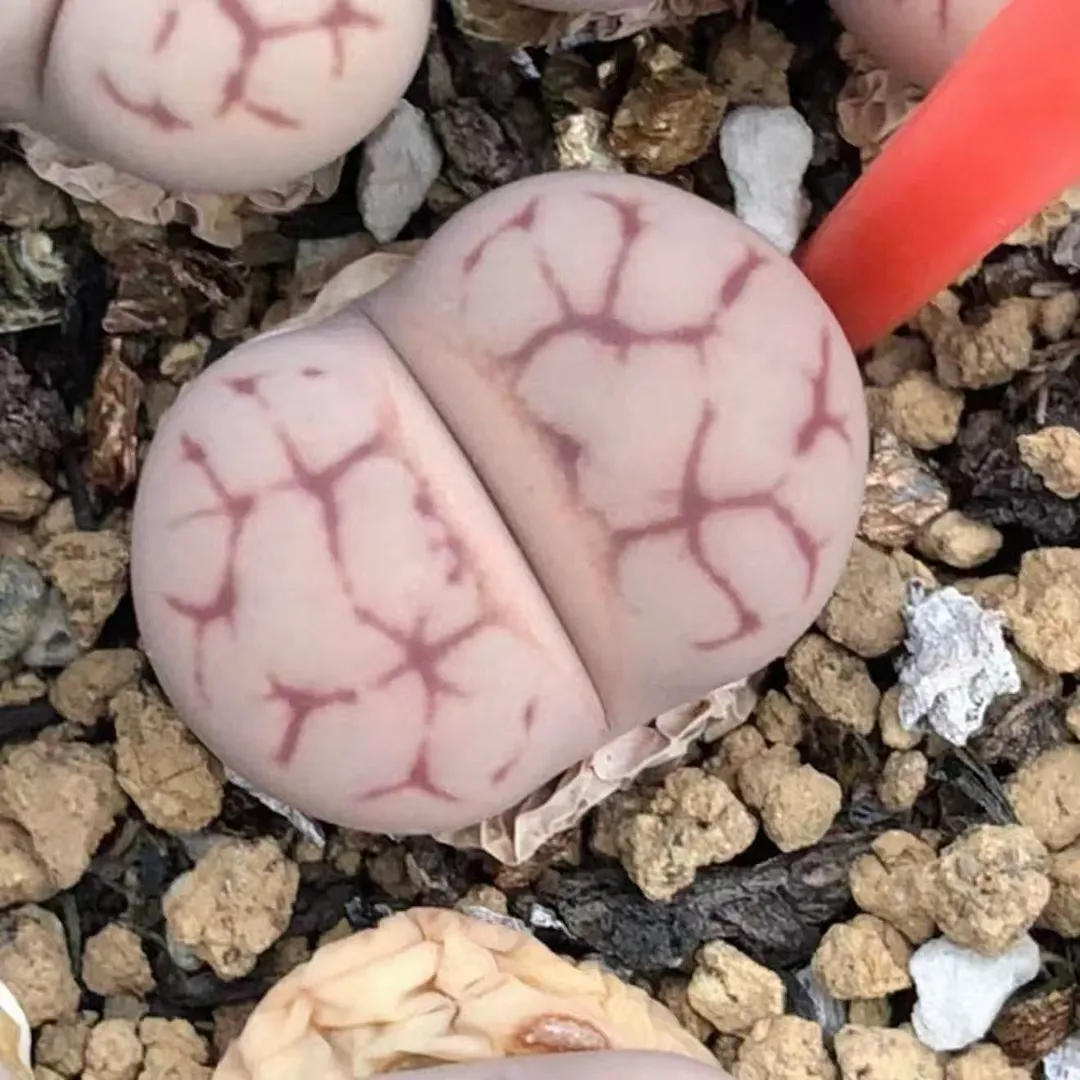 plant Aeonium Echeveria Haworthia  Caudex  Lithops Cactus  Agave 