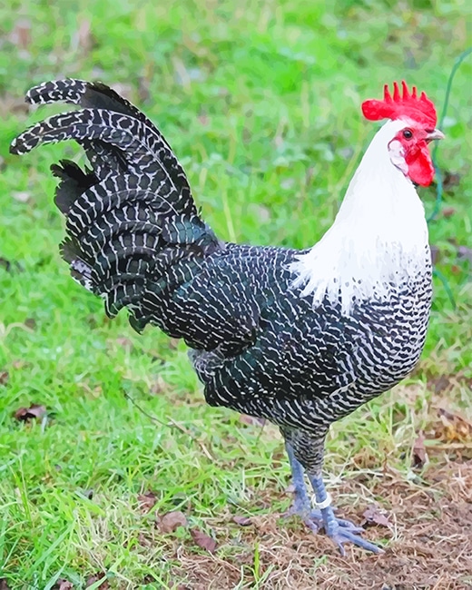

Campine Chicken – Paint By Numbers - 40*50CM, 501 Original