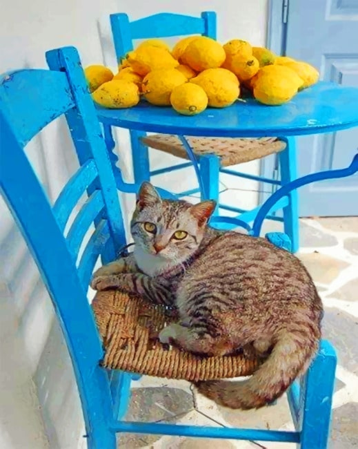 

Aesthetic Cat – Paint By Numbers - 40*50CM, 501 Original