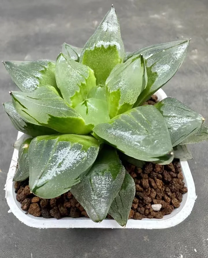 plant Aeonium Echeveria Haworthia  Caudex  Lithops Cactus  Agave 