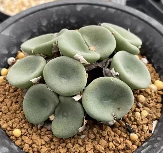 Plant- Conophytum outlet marginatum ARM955D