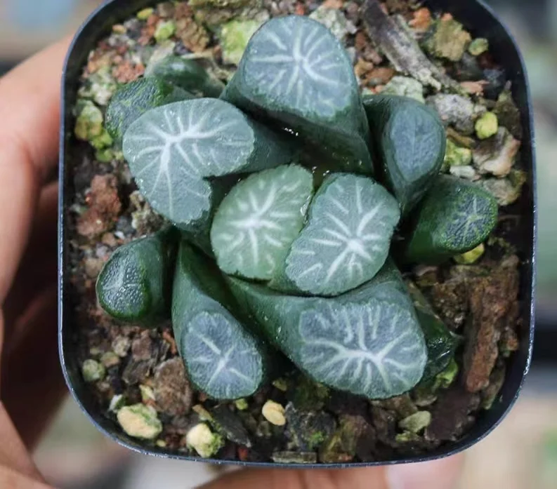 hts14.Haworthia Hakucho 4-5cm/ Haworthia/ Succulent plants / Garden landscape / Carefully select healthy plants