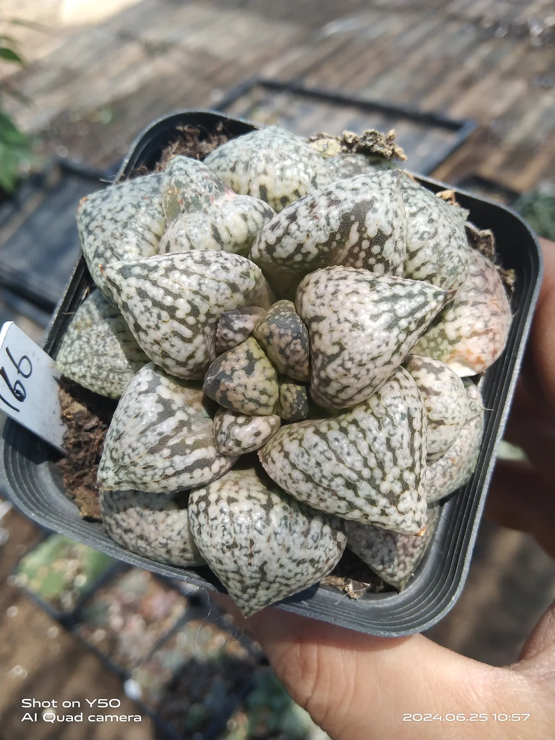 onestock .  Haworthia emelyae var. emelyae hybrid 6cm /  Haworthia/ Succulent plants / Garden landscape / Carefully select healthy plants