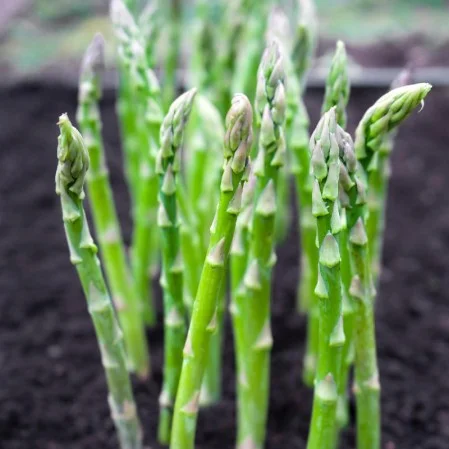 Planting Asparagus Seeds All Seasons