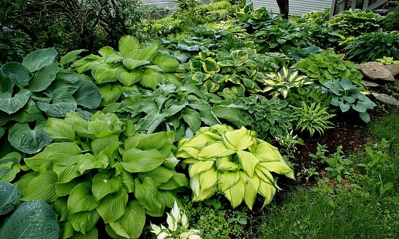 What is a Hosta and Why Should I Grow Hostas? - NH Hostas What is a Hosta and Why Should I Grow Hostas? - NH Hostas