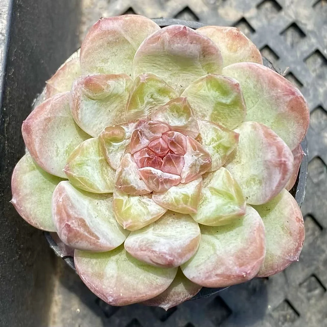 plant Aeonium Echeveria Haworthia  Caudex  Lithops Cactus  Agave 