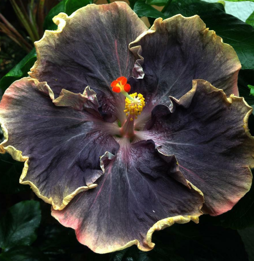 50PCS Rare Black Rainbow Hibiscus Seeds