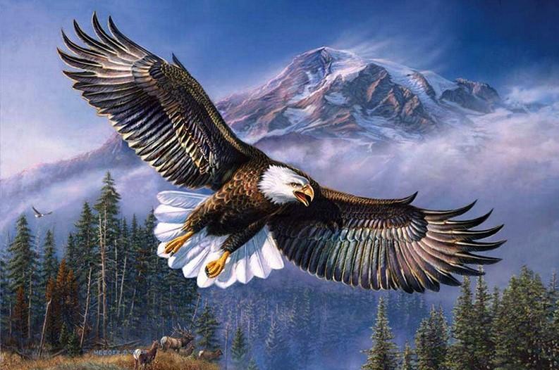 

Eagle Flying – Paint By Numbers - 40*50CM, 501 Original