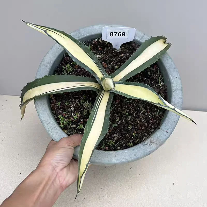 plant Aeonium Echeveria Haworthia  Caudex  Lithops Cactus  Agave 