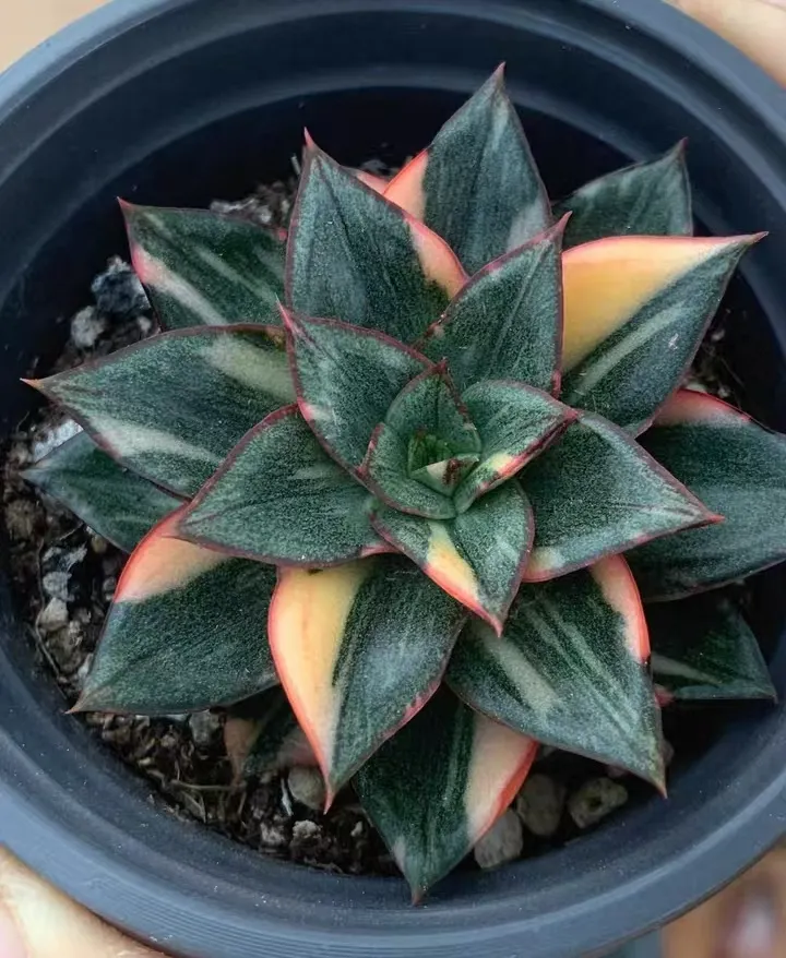 plant Aeonium Echeveria Haworthia  Caudex  Lithops Cactus  Agave 