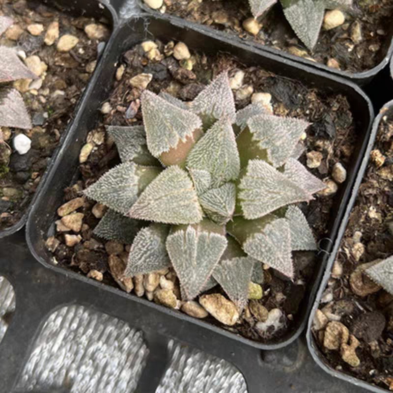 bjbm43.Haworthia Pygmaea Major4-5cm/ Haworthia/ Succulent plants / Garden landscape / Carefully select healthy plants