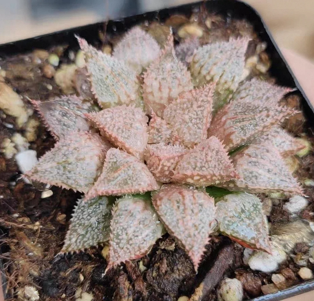 plant Aeonium Echeveria Haworthia  Caudex  Lithops Cactus  Agave 