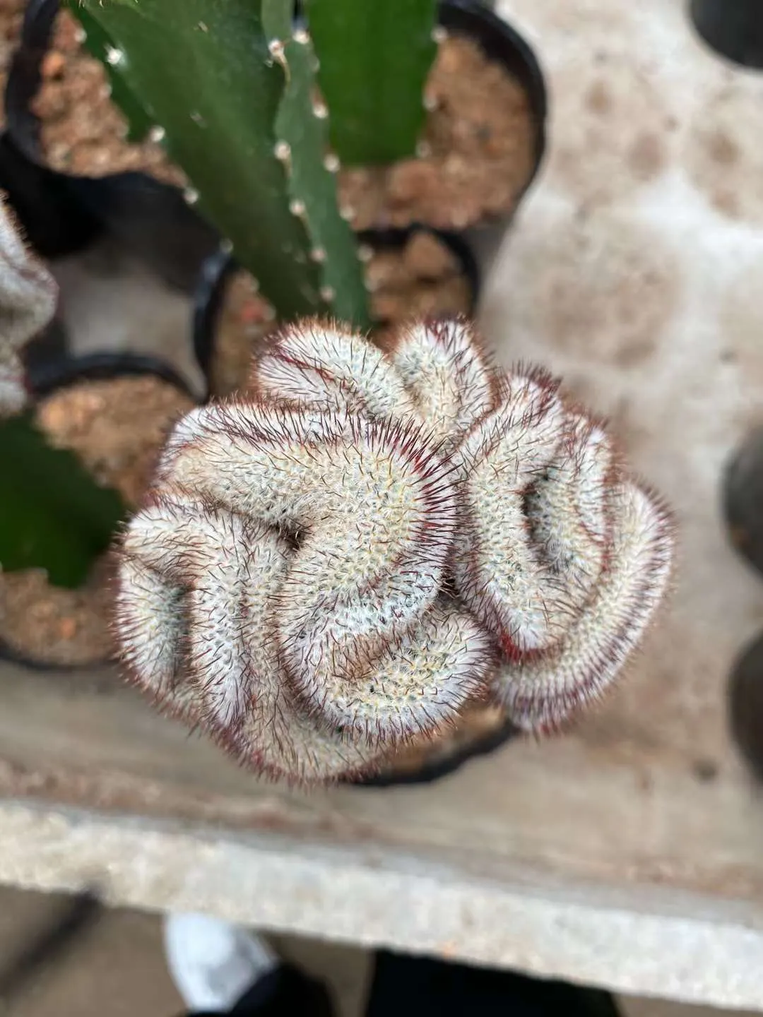 plant Aeonium Echeveria Haworthia  Caudex  Lithops Cactus  Agave 