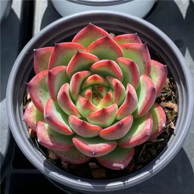 plant Aeonium Echeveria Haworthia  Caudex  Lithops Cactus  Agave 