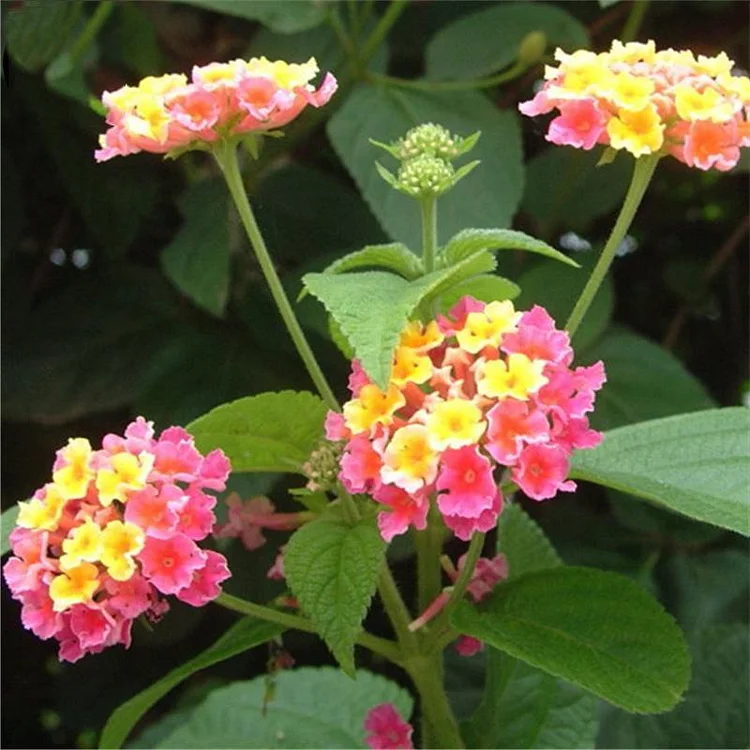 thumbnail interactive-video image 1 of Lantana Carlos Pink Perennial Seeds - 10 Seeds - Georgiavines - Made In USA 1 of 2