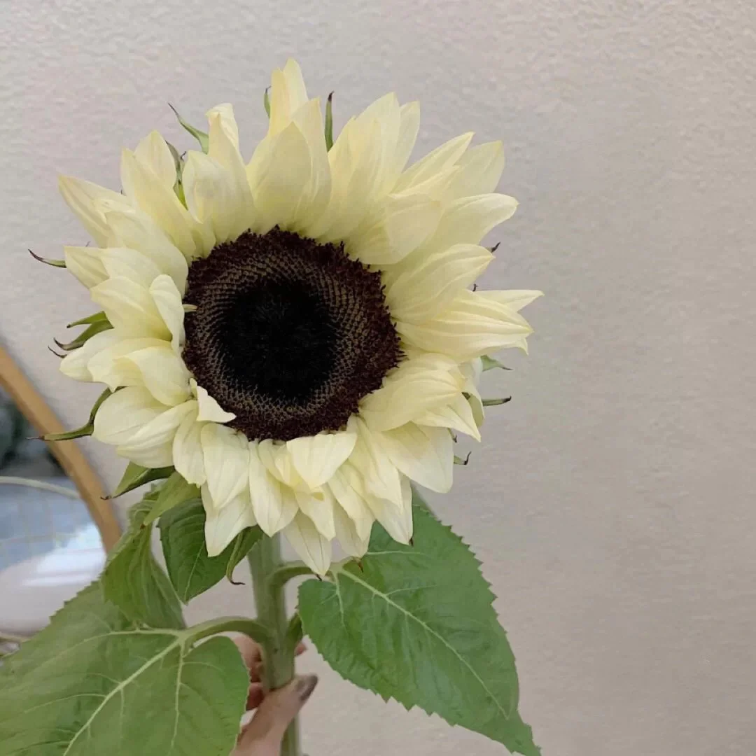 50 Seeds White sunflower with black core