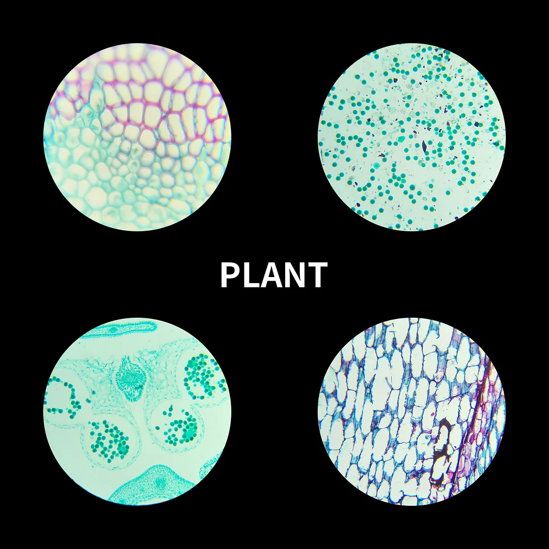 BEBANG 120Pcs Prepared Microscope Slides for Kids, Glass Microscope Slides with Specimens of Insect Plant Animal Bacteria Human Tissue Cell