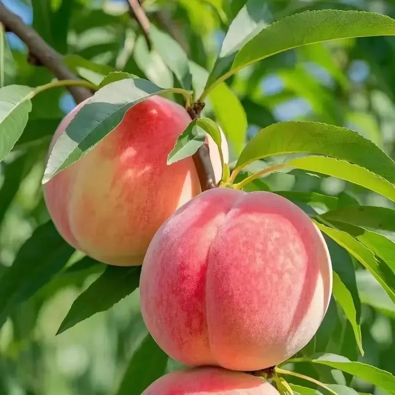 🔥 85K+ SOLD! 🍑 Heirloom "Honey Red" Dwarf Peach Tree Live Seeds
