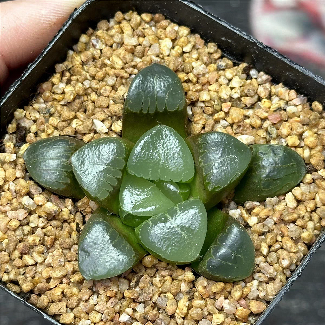 bjbm58.Haworthia retusa f. 3-4cm / Haworthia/ Succulent plants / Garden landscape / Carefully select healthy plants