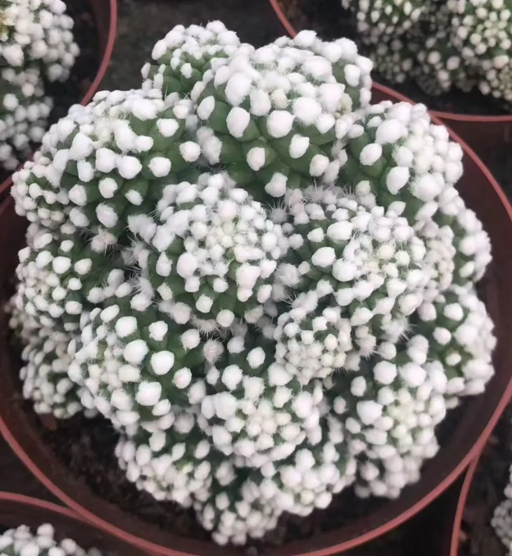 plant Aeonium Echeveria Haworthia  Caudex  Lithops Cactus  Agave 