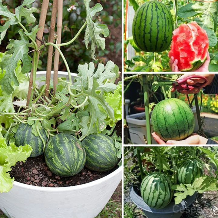 Potted small watermelon seeds-🏡🍉Grow sweet mini watermelons right at home! 