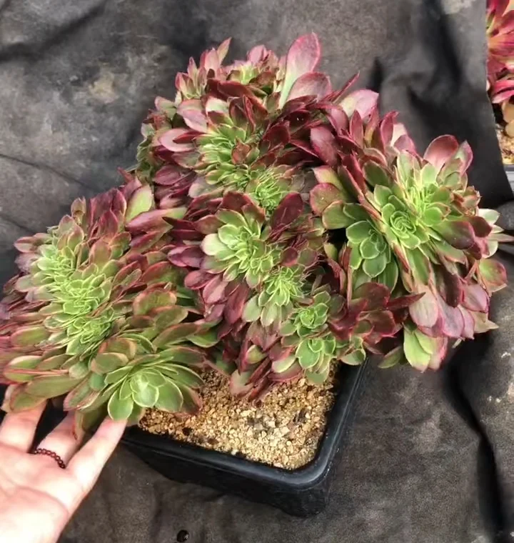 plant Aeonium Echeveria Haworthia  Caudex  Lithops Cactus  Agave 