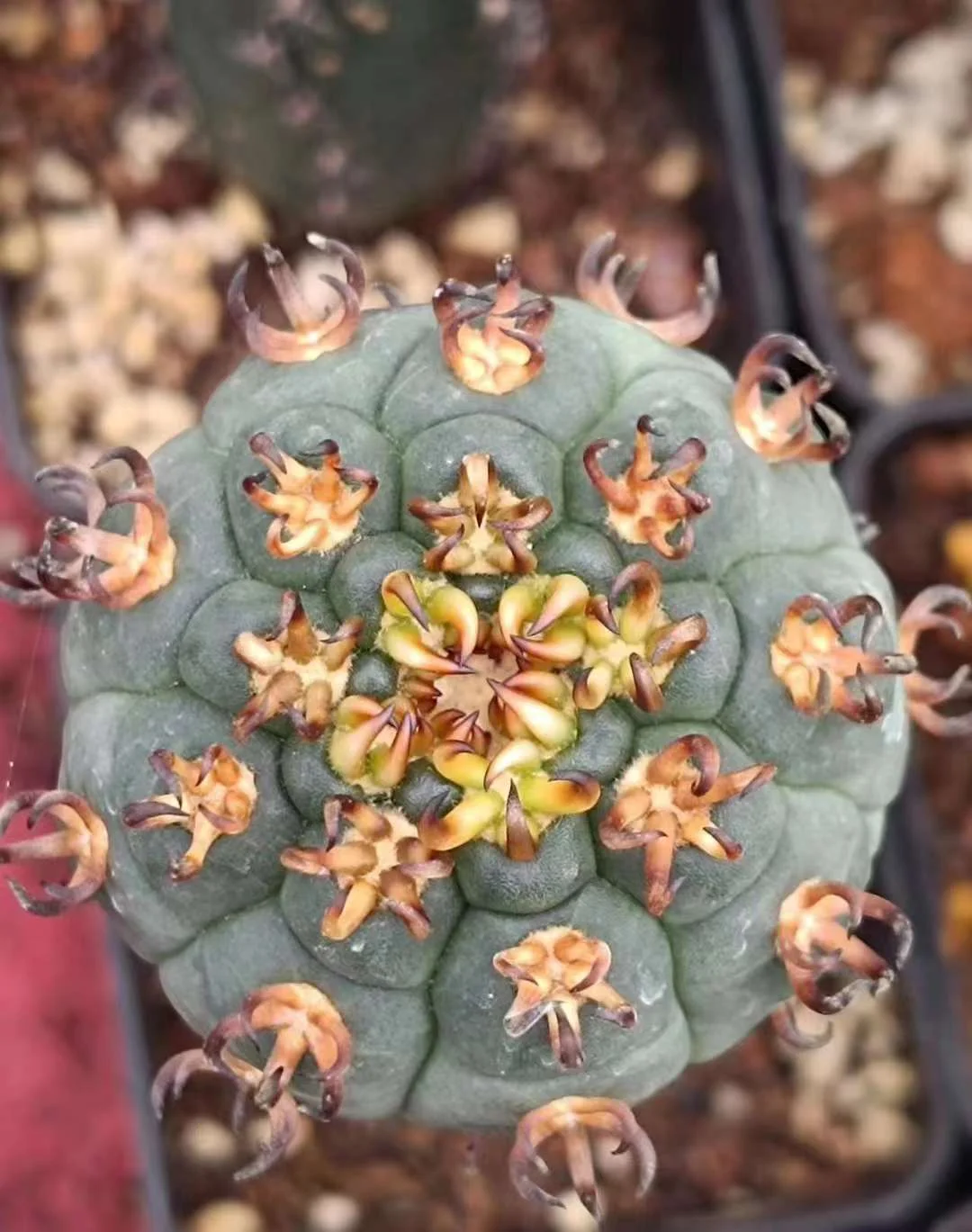 plant Aeonium Echeveria Haworthia  Caudex  Lithops Cactus  Agave 