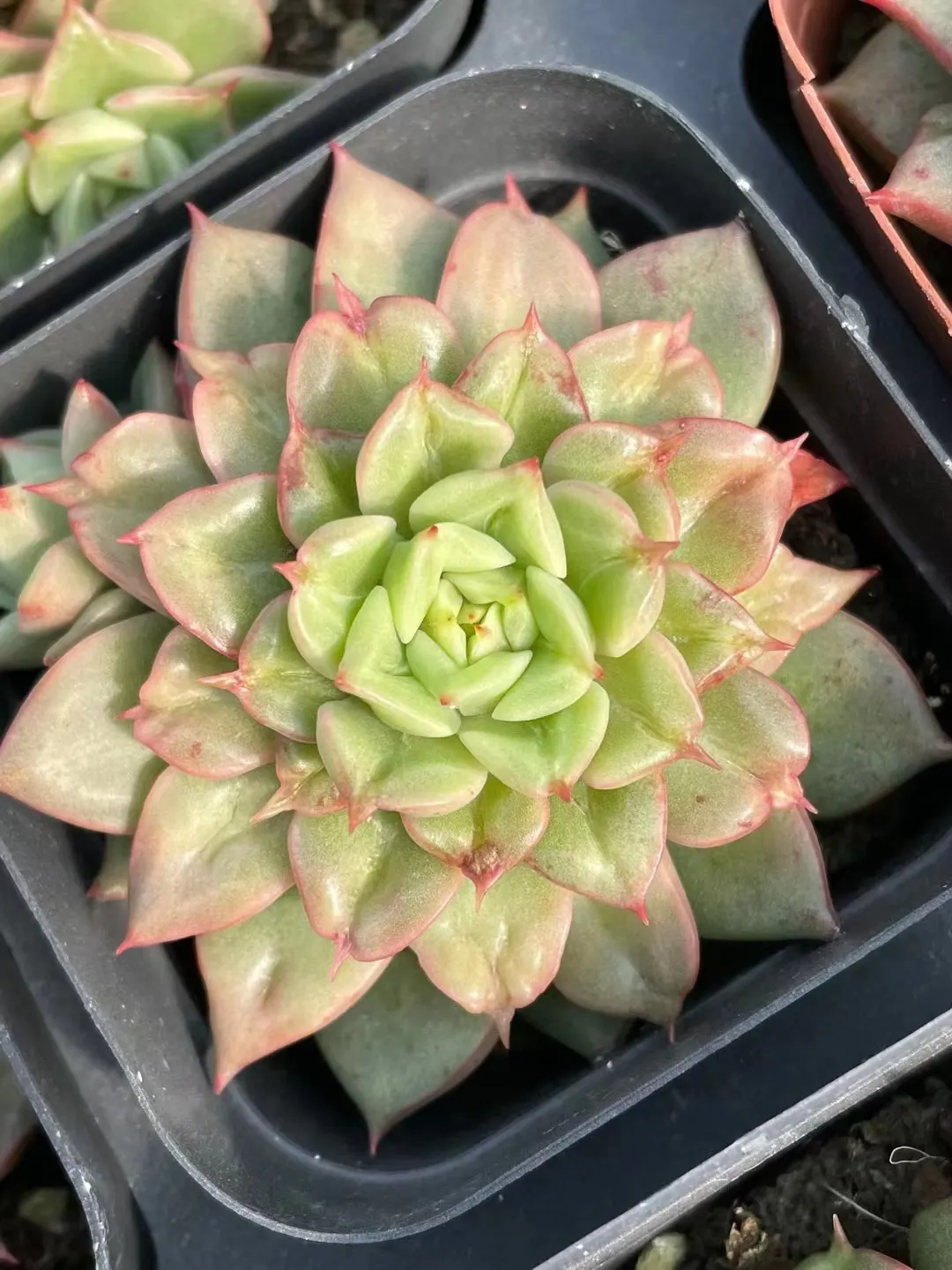 plant Aeonium Echeveria Haworthia  Caudex  Lithops Cactus  Agave 