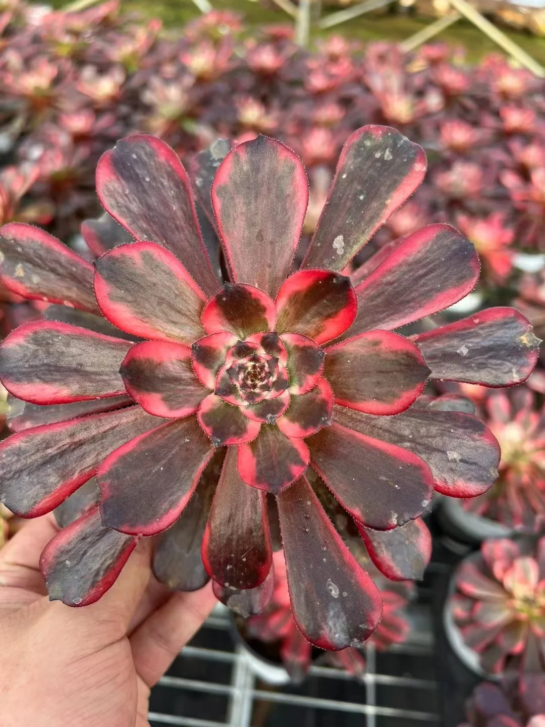 plant Aeonium Echeveria Haworthia  Caudex  Lithops Cactus  Agave 