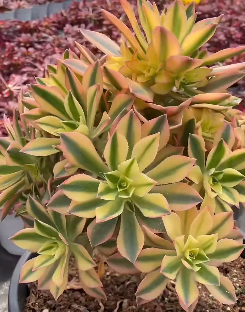 plant Aeonium Echeveria Haworthia  Caudex  Lithops Cactus  Agave 