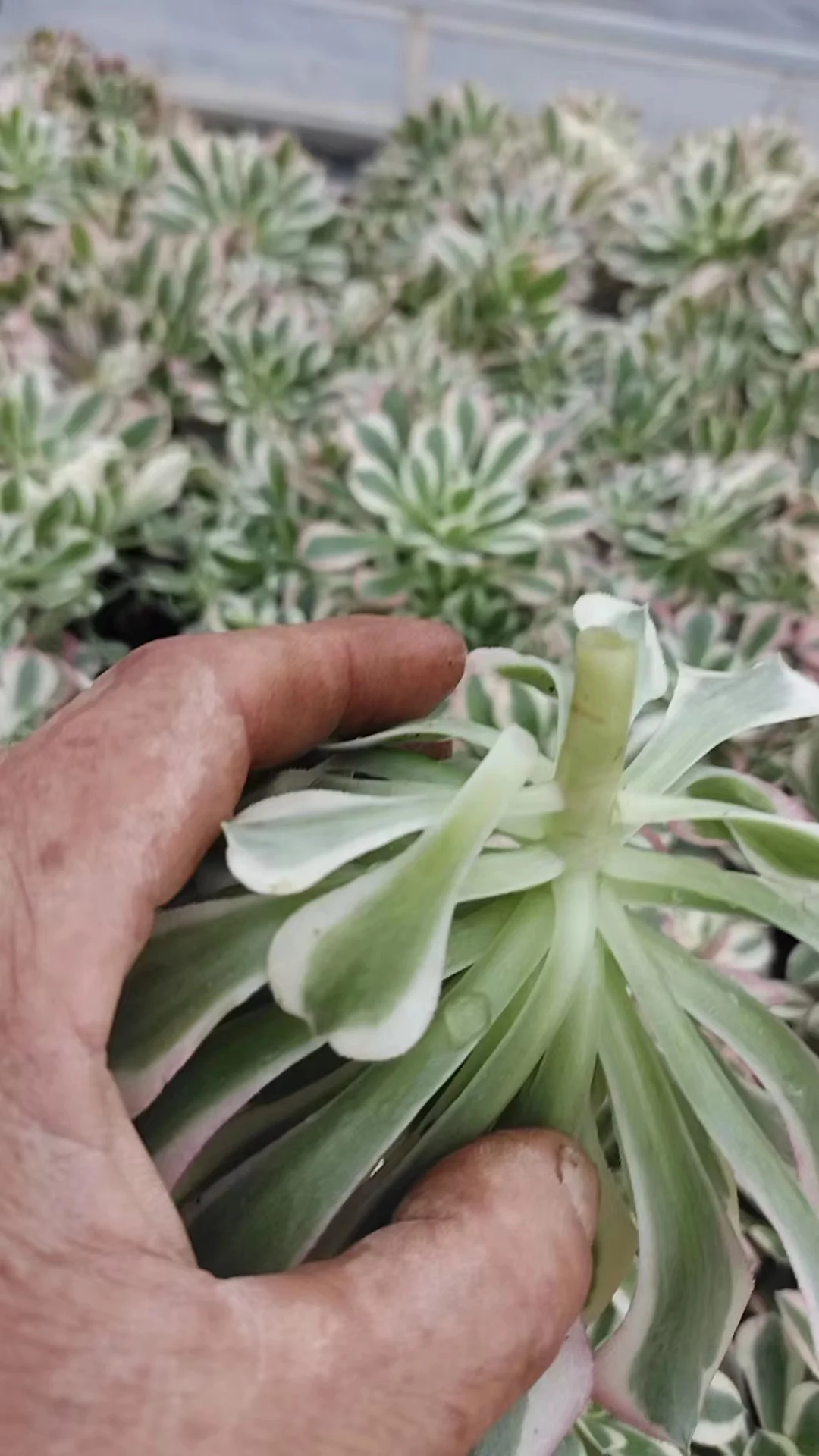 plant Aeonium Echeveria Haworthia  Caudex  Lithops Cactus  Agave 