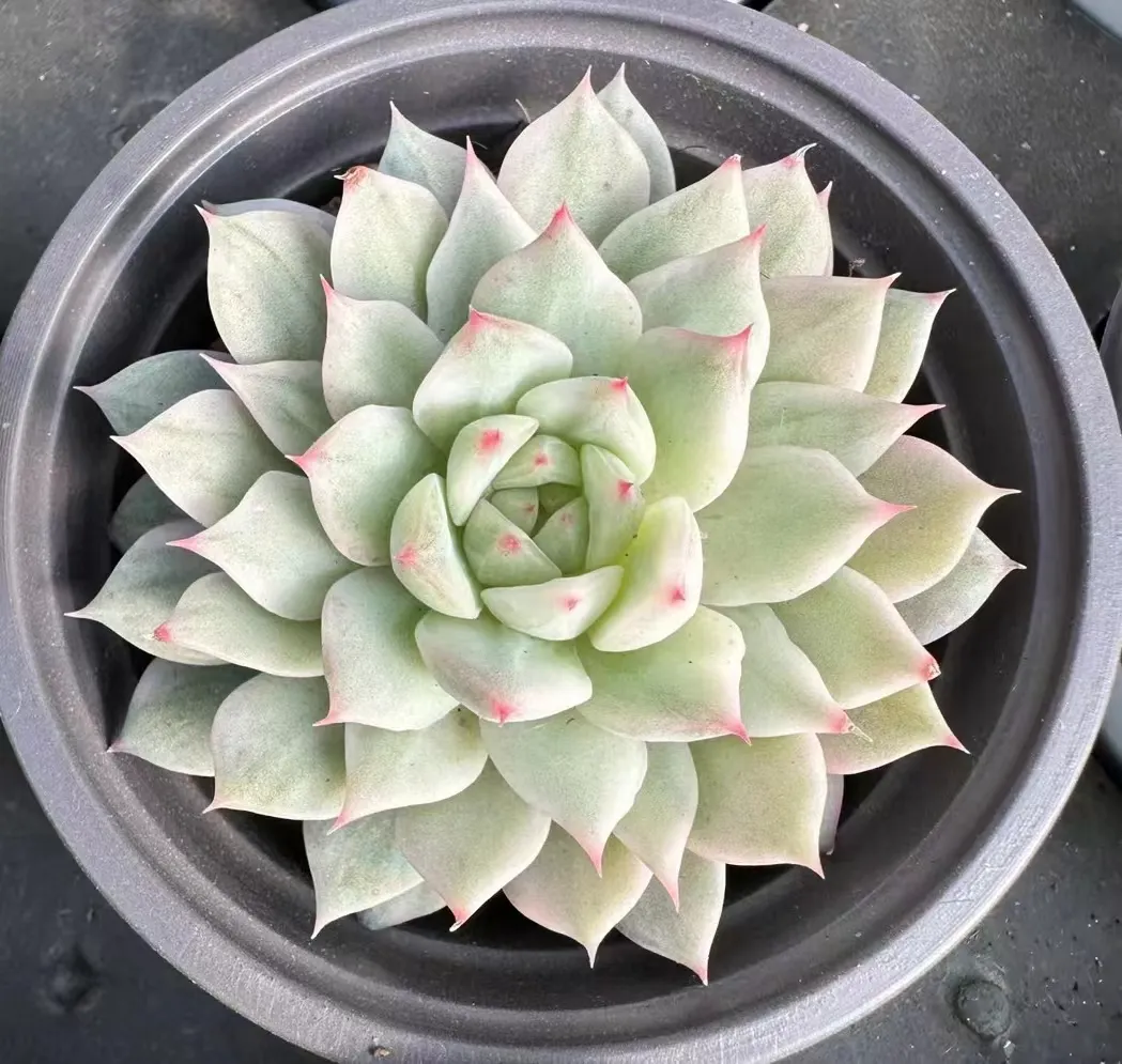 plant Aeonium Echeveria Haworthia  Caudex  Lithops Cactus  Agave 