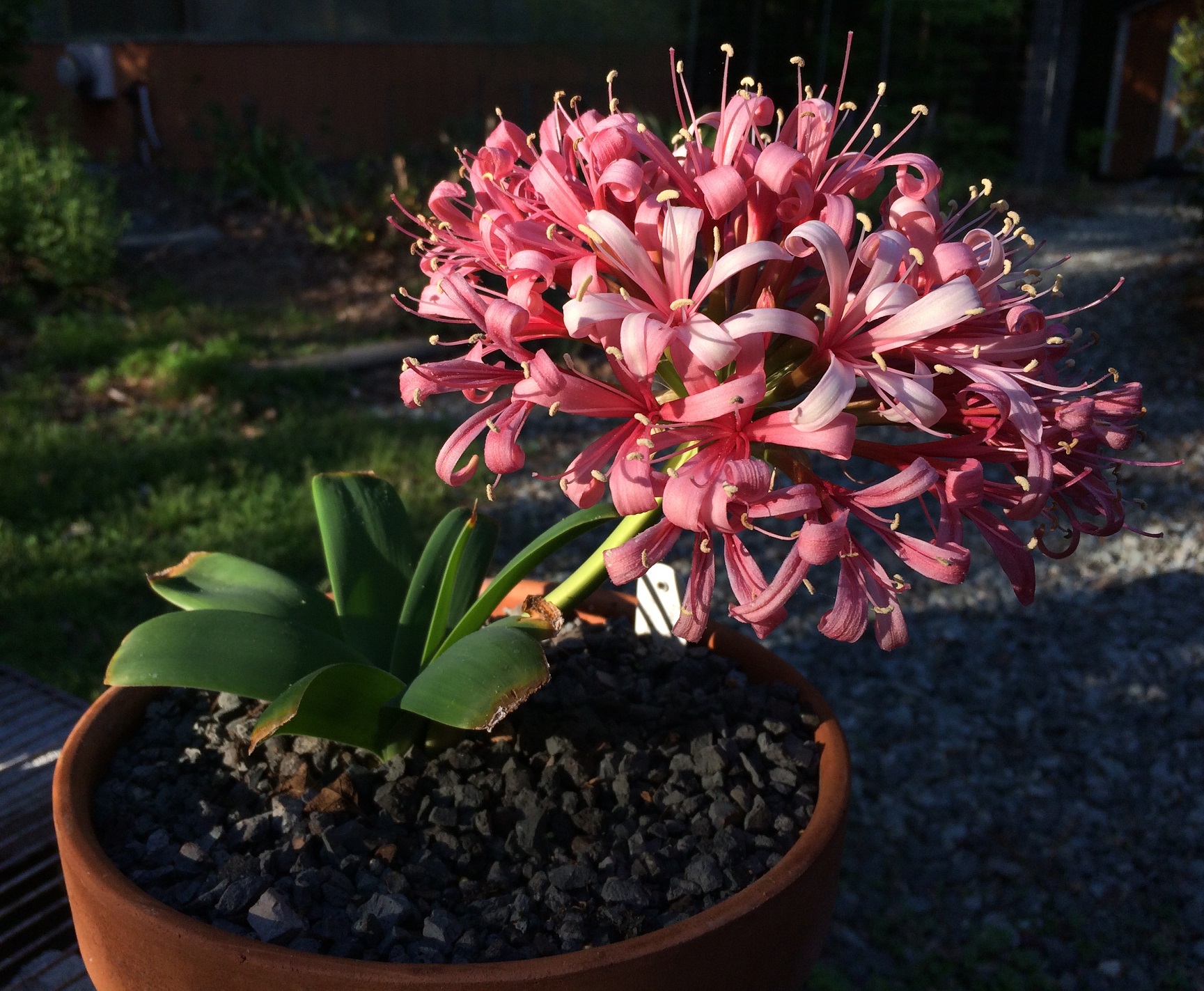 Ammocharis coranica - Ground lily