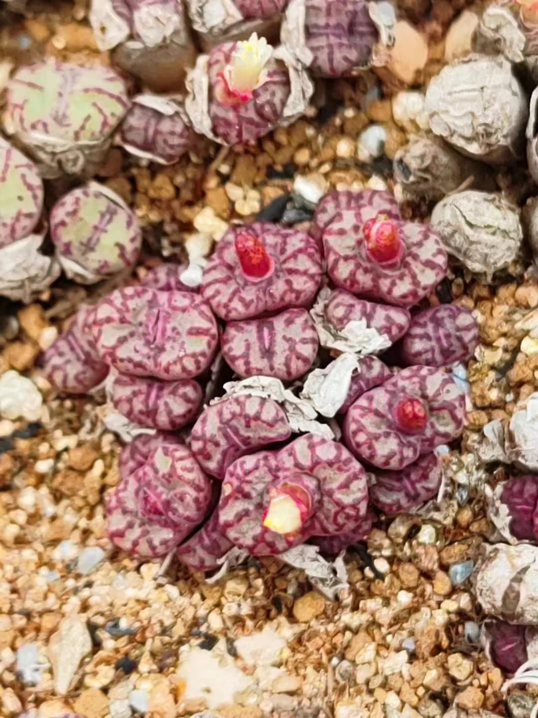 plant Aeonium Echeveria Haworthia  Caudex  Lithops Cactus  Agave 