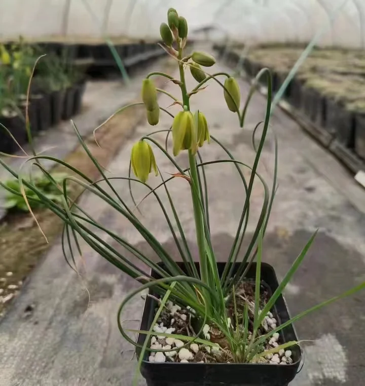 plant Aeonium Echeveria Haworthia  Caudex  Lithops Cactus  Agave 