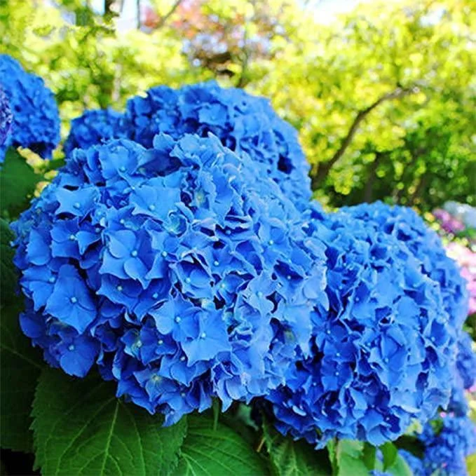 20 pcs/Pack Hydrangea Seed Bonsai Flower Seeds Hydrangea Perennial Garden Home