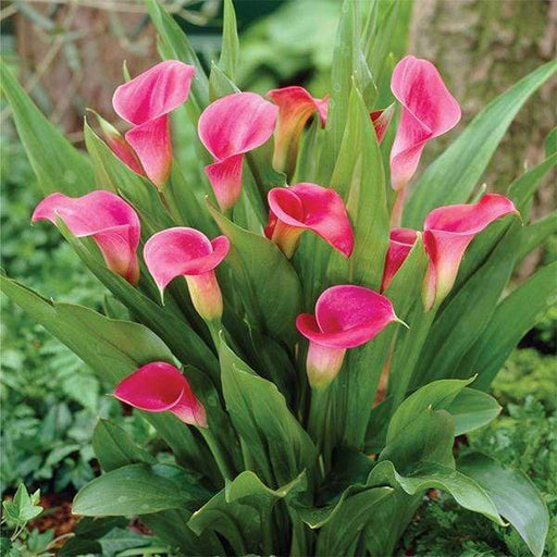 50Pcs Calla Lily Seeds Bonsai Ivy Flowers Jonyparkseed®
