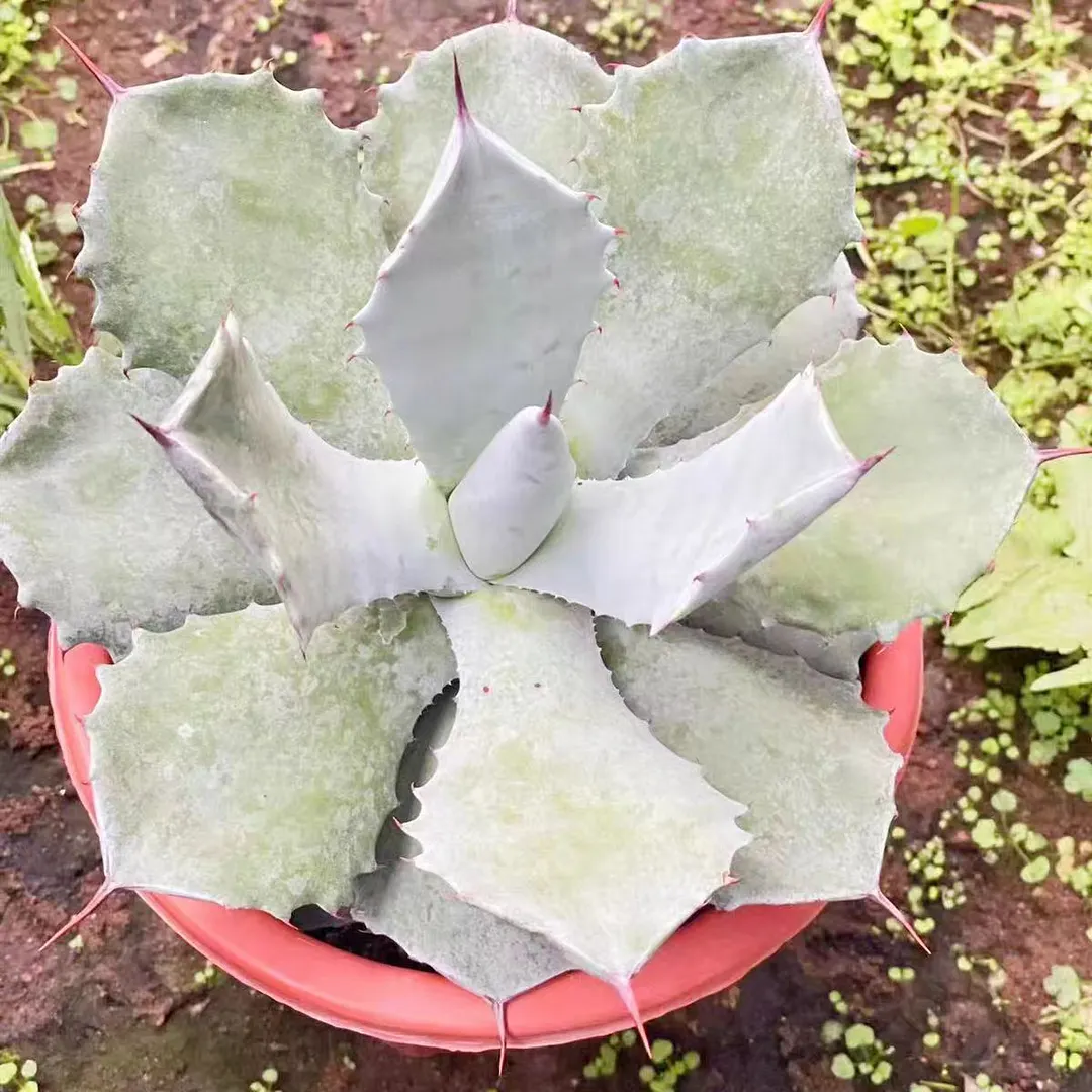 plant Aeonium Echeveria Haworthia  Caudex  Lithops Cactus  Agave 
