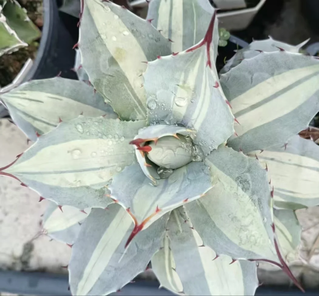 1145. Agave parryi ssp huachucensis Excelsior /Agave plants / Succulent plants / Garden landscape / Carefully select healthy plants