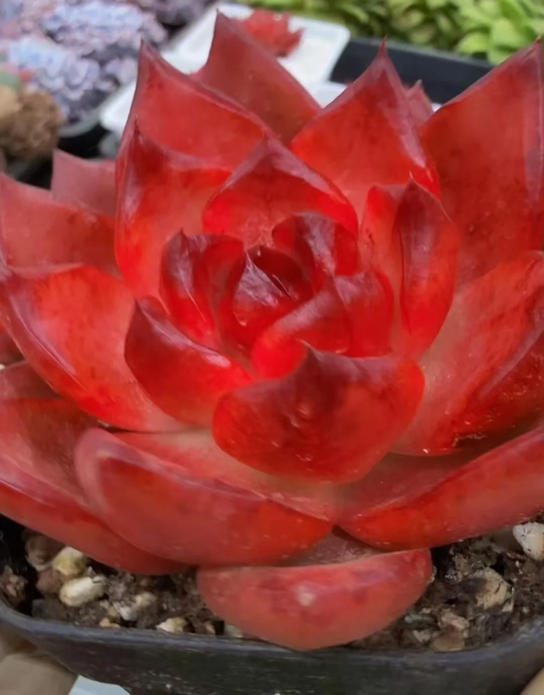 plant Aeonium Echeveria Haworthia  Caudex  Lithops Cactus  Agave 