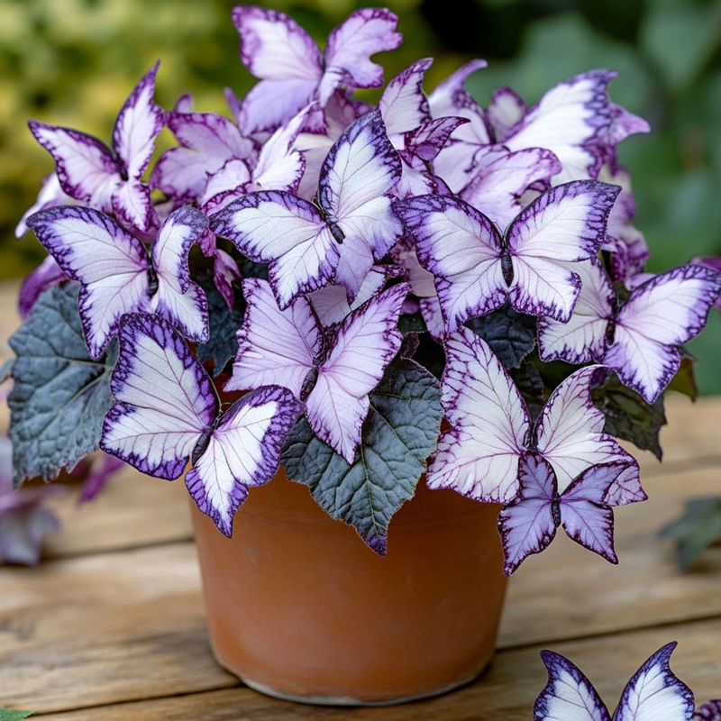 Moonlight Butterfly Begonia - purple and white