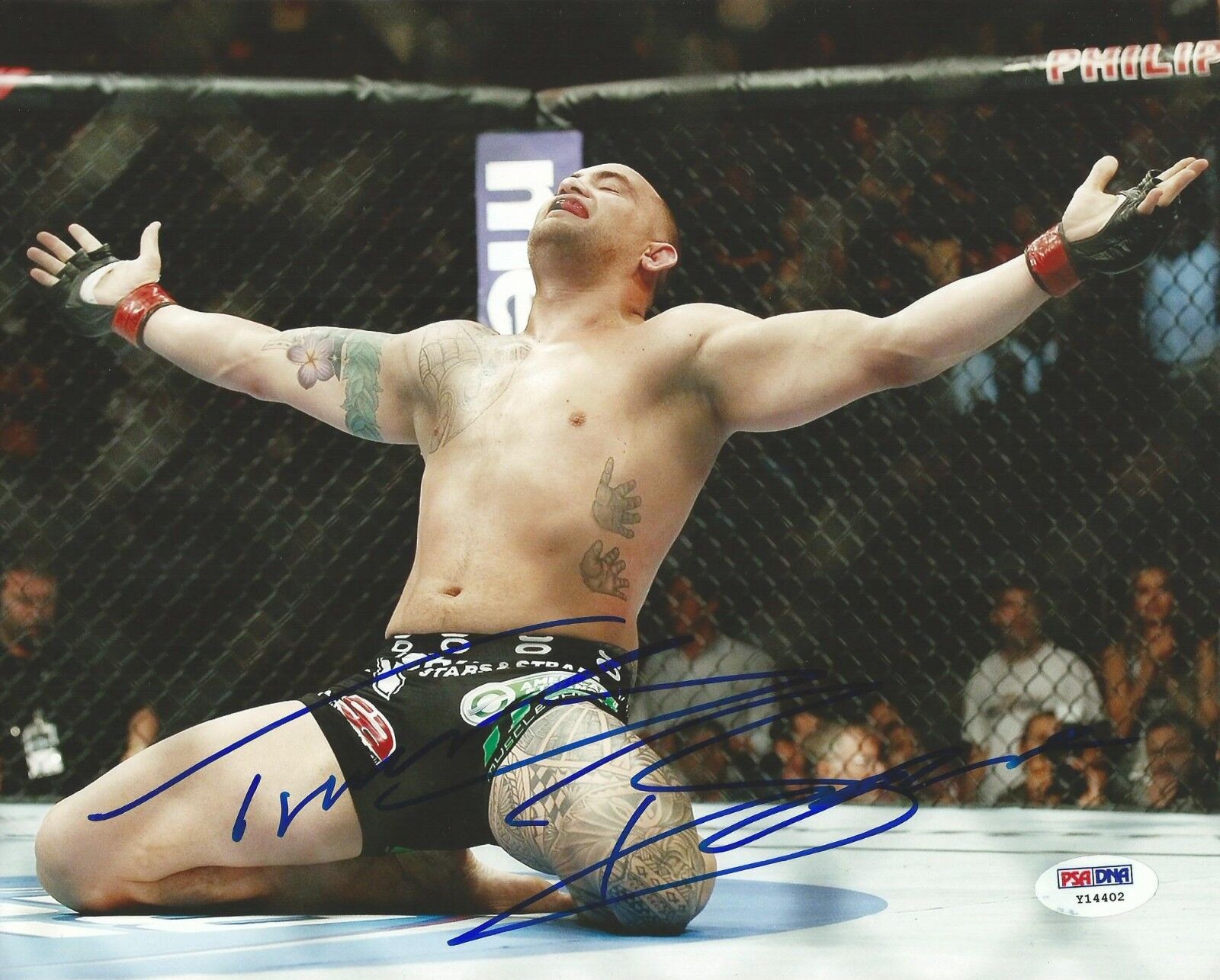 Travis Browne Signed UFC 8x10 Photo Poster painting PSA/DNA COA Picture Autograph 181 168 145 FX