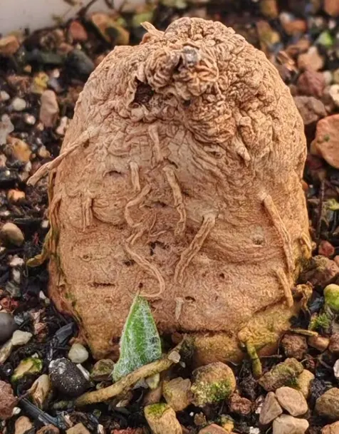 plant Aeonium Echeveria Haworthia  Caudex  Lithops Cactus  Agave 