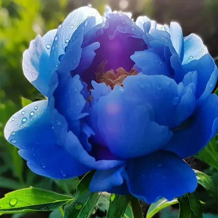 Colorful Peony Flower-Over 7 Colors