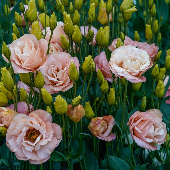 Lisianthus Arena 3 Champagne Flower | X 20 Seeds (NOT TO WA)