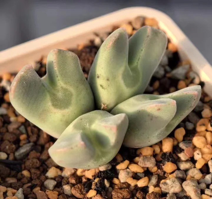 plant Aeonium Echeveria Haworthia  Caudex  Lithops Cactus  Agave 