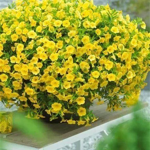 Multi-Colored  Petunia-Chilean Morning Glory Seeds