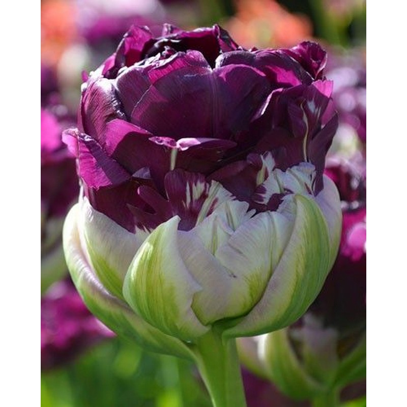 Tulip Blue Wow Bulbs Jonyparkseed®